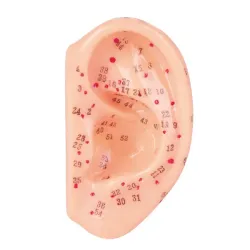 Acupunctuurmodel van kunststof Oormodel, ca. 7,5 cm, rechts